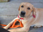 伊澤様と子犬リアンちゃんのお手紙2